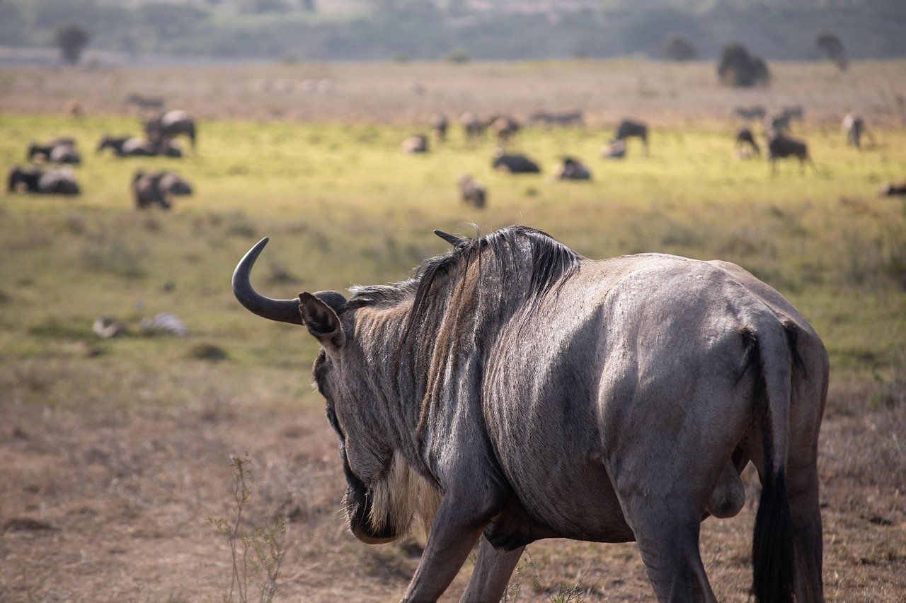 5 Days Serengeti, Ngorongoro & Tarangire Safari