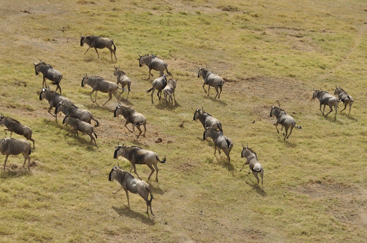 5 Days Budget Camping Safari