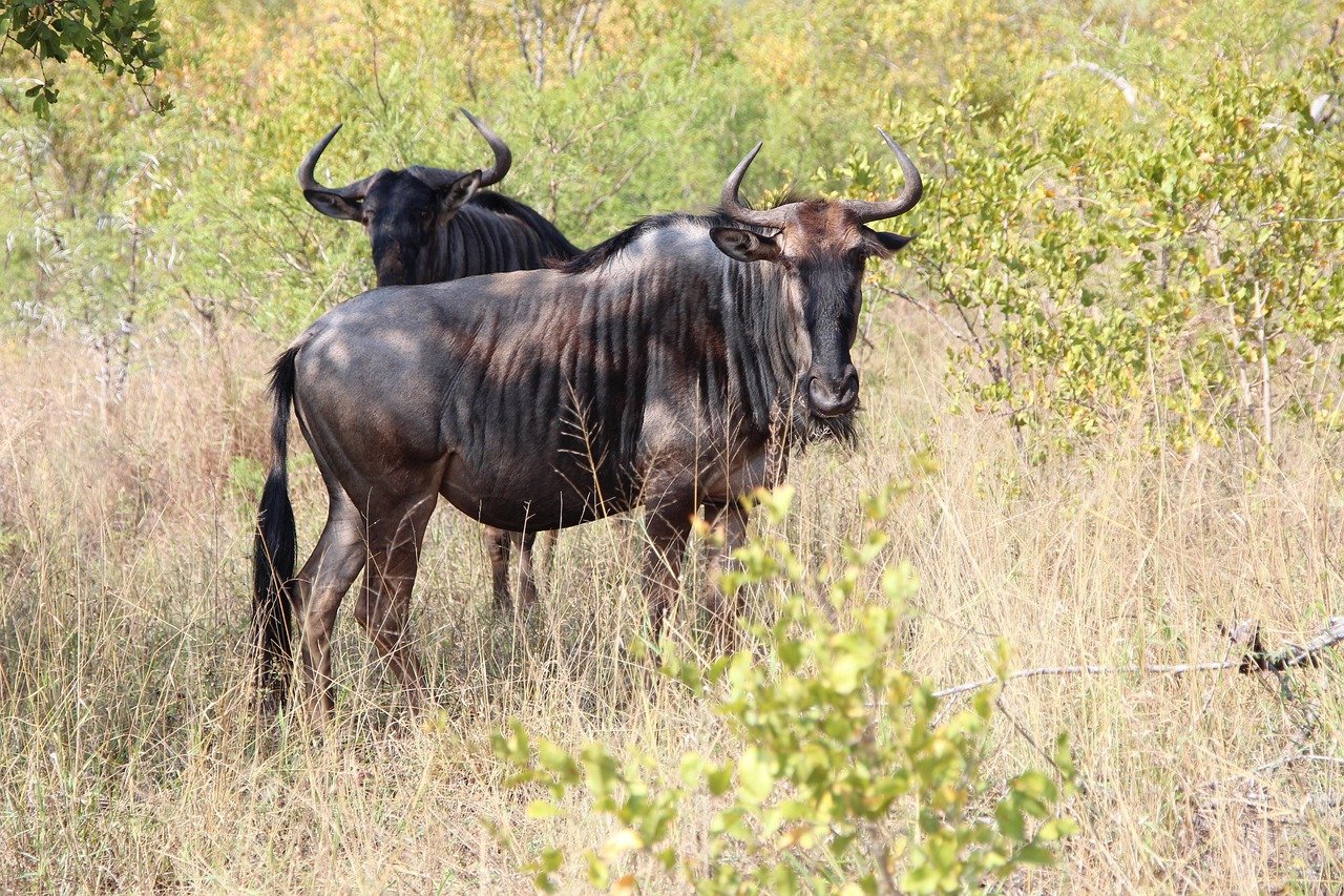7 Days Tanzania Luxury Safari