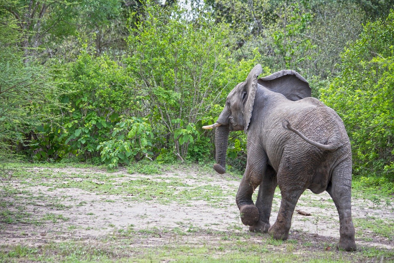 6 Days Serengeti Migration Safari