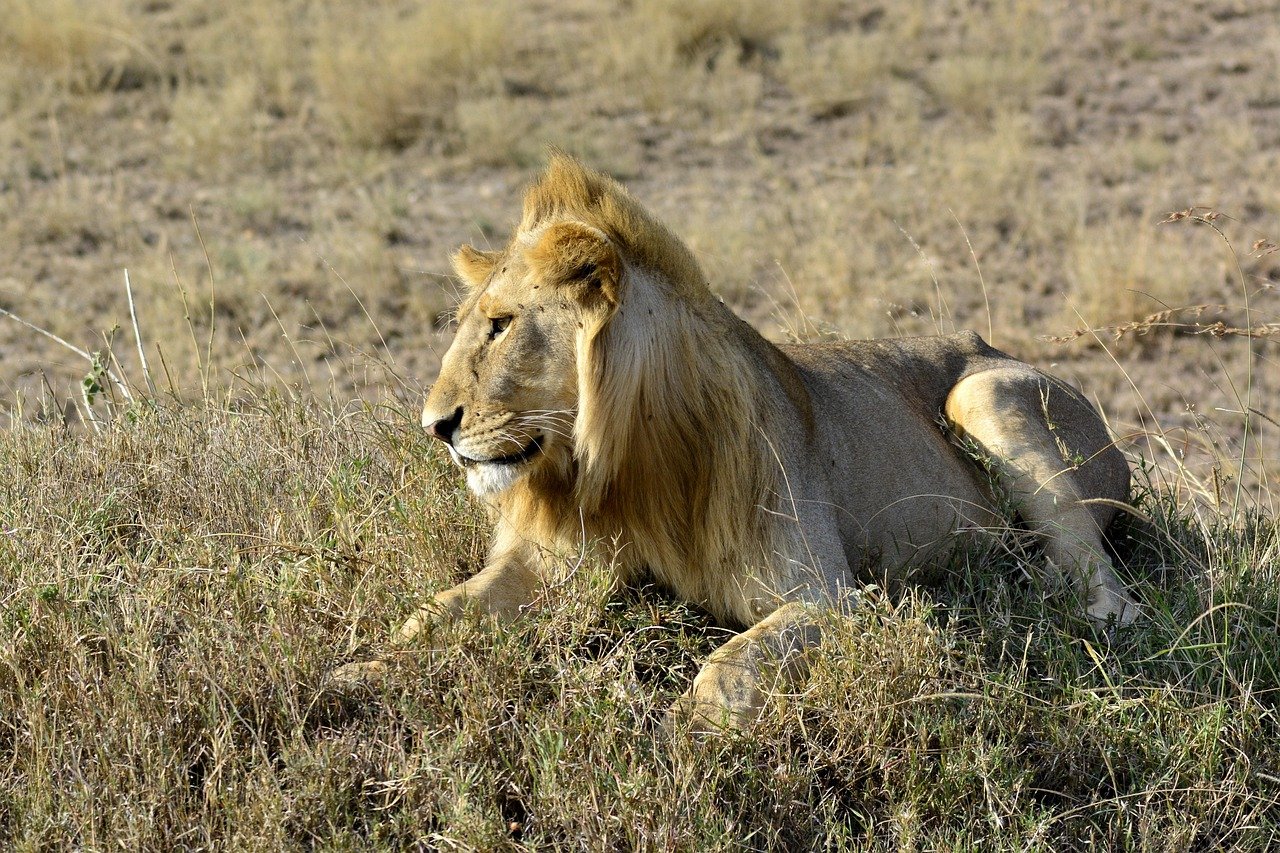 5 Days Great Migration Safari