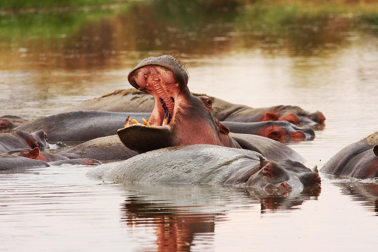 3 Days Tanzania Camping Safari