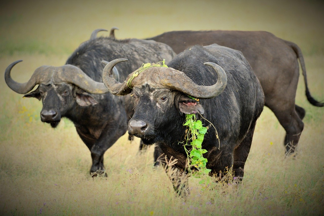 5 Days Ruaha National Park Safari