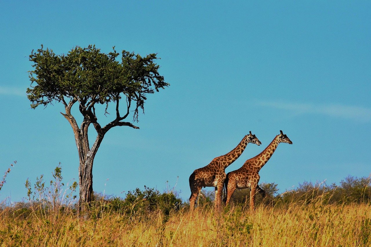3 Days Tarangire, Manyara & Ngorongoro Safari