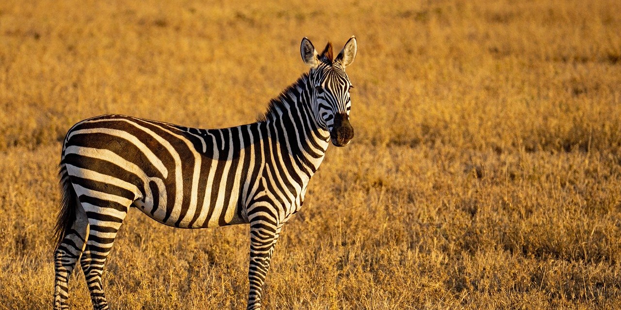 Tanzania Safari Guide: How to Plan Your First Trip