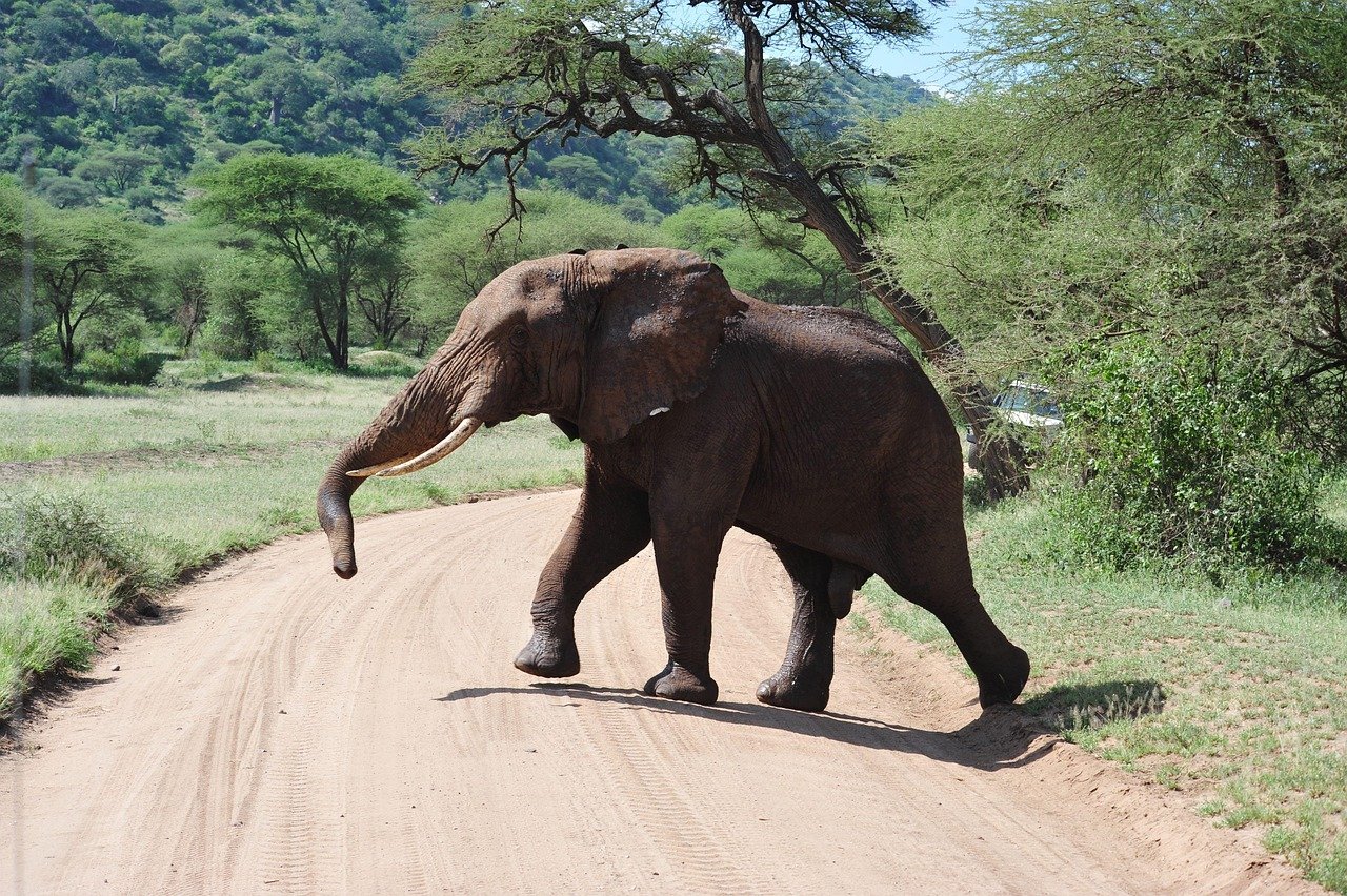 3 Days Tanzania Luxury Safari