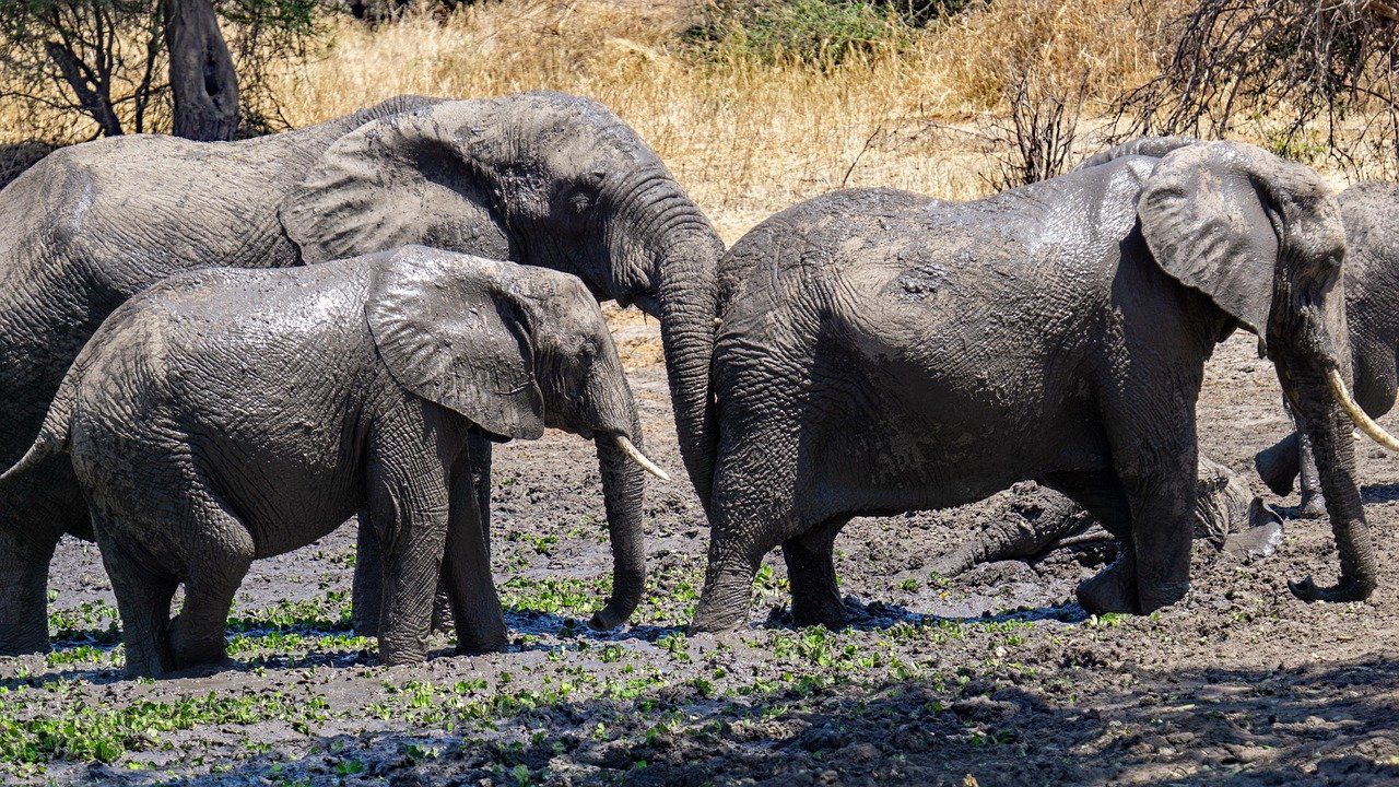 6 Days Tanzania Family Safari