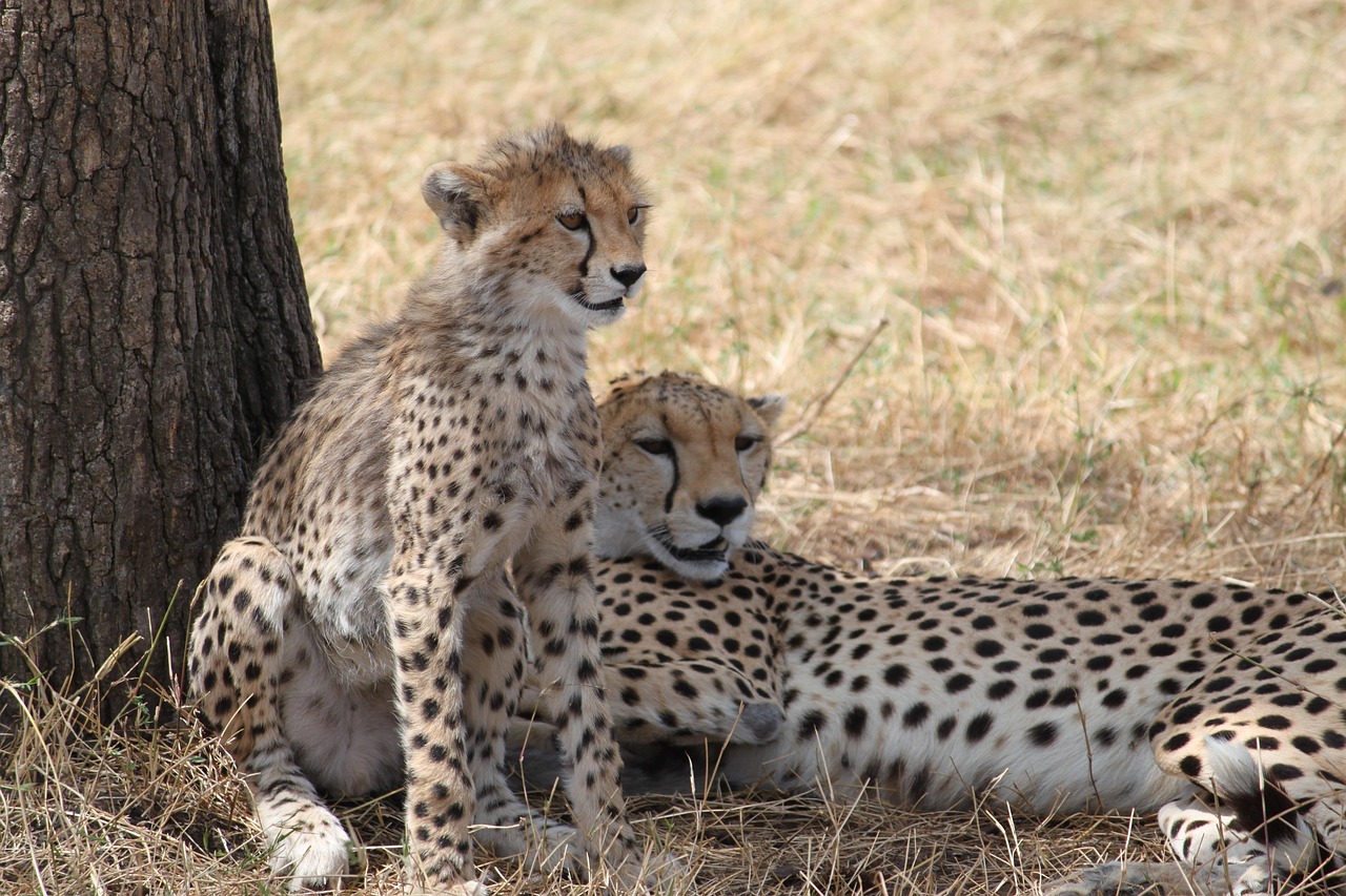 5 Days Serengeti Luxury Safari