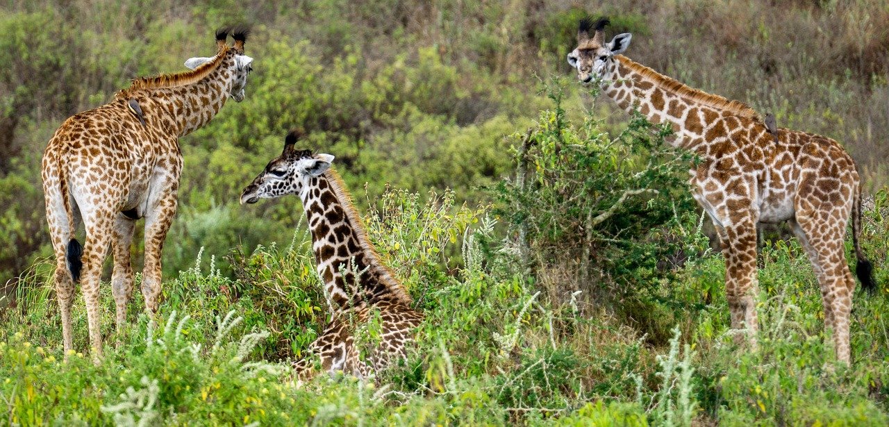2 Days Serengeti & Ngorongoro Safari
