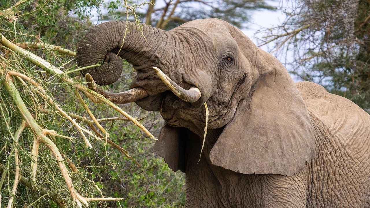 6 Days Northern Circuit Safari