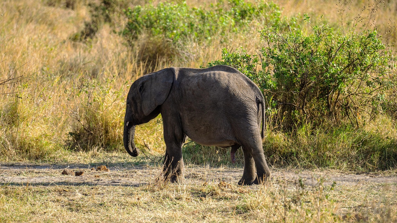 2 Days Budget Safari