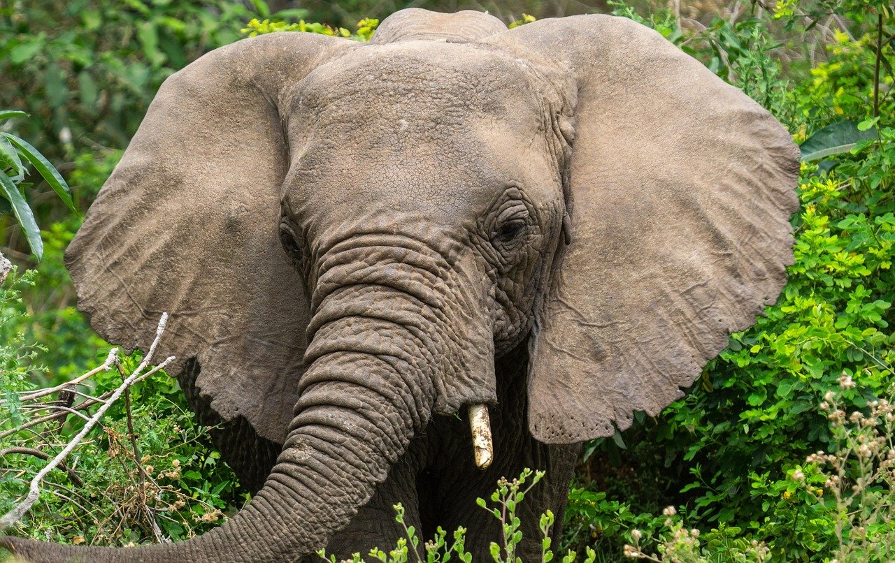 4 Days Tanzania Luxury Safari