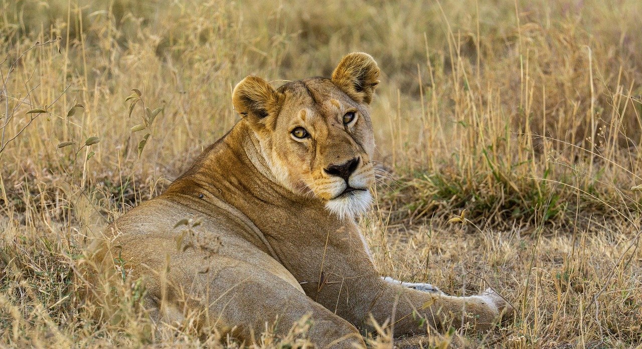 2 Days Tanzania Budget Safari
